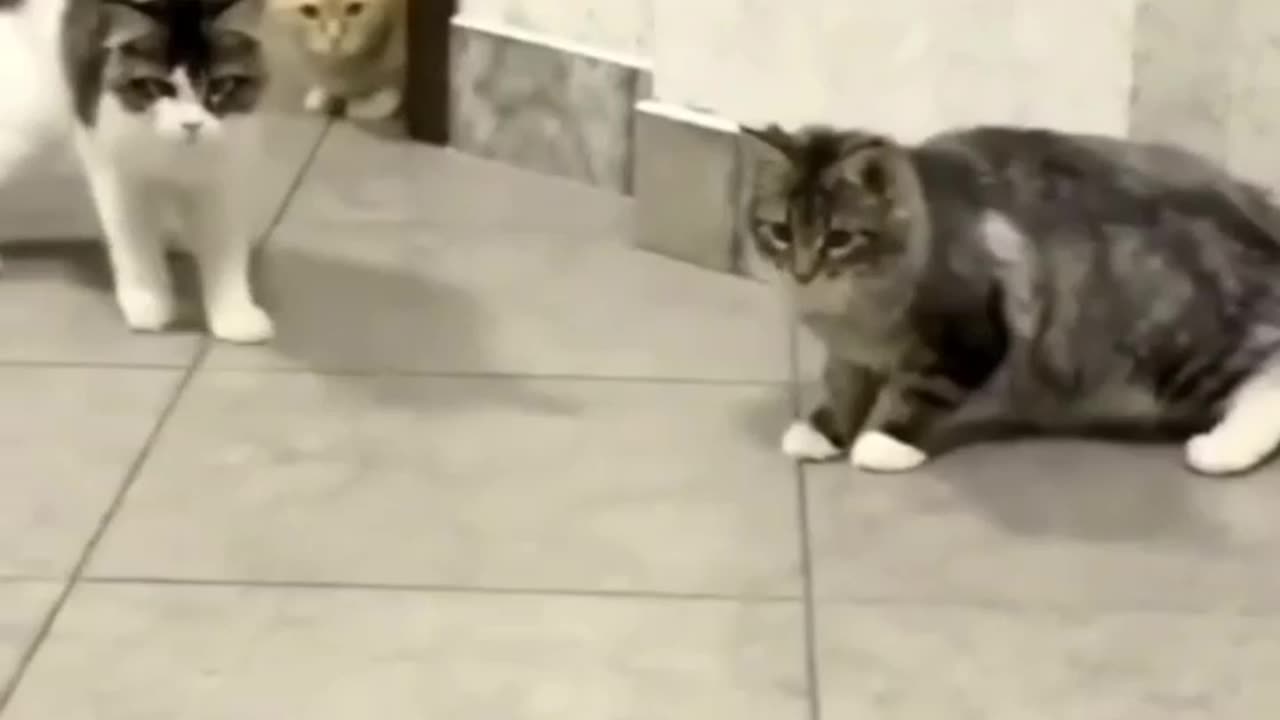 Furry Fun: Cats Who Always Steal the Spotlight