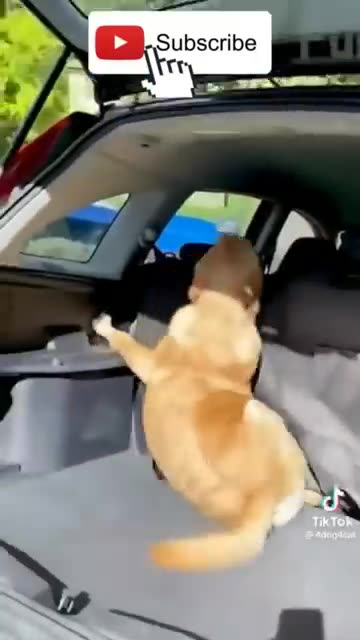 Cute and Funny Animal Video😂|| Funniest Viral Puppy Cat clips😹|| #shorts video #funny animals #cats