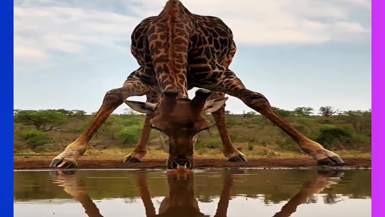 wild dogs hunting, klipspringer escape, predator vs prey, cliff edge chase