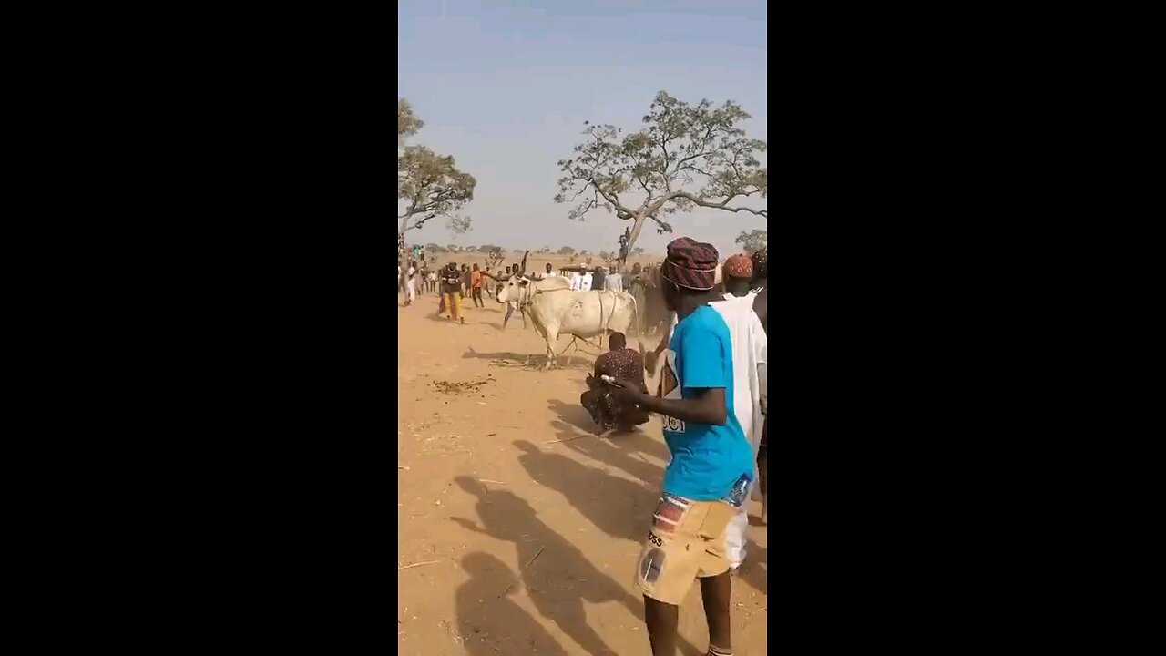 how we control cow