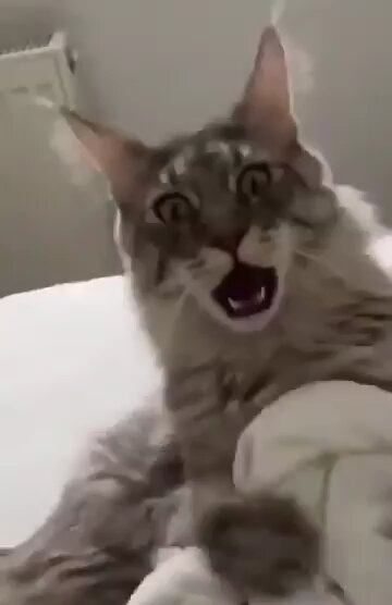 Horrifying cat laugh 😱😱