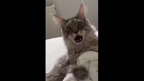 Horrifying cat laugh 😱😱