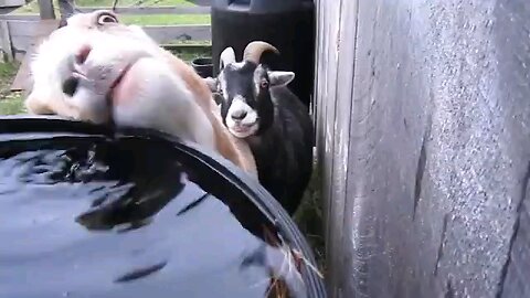 Funny Animal Part 1