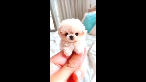 cutest baby dog very nice