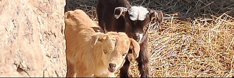 Goats on the farm