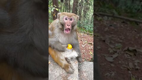 Man Rocked Monkey Shocked 🤣🤣 Funny Monkey Video