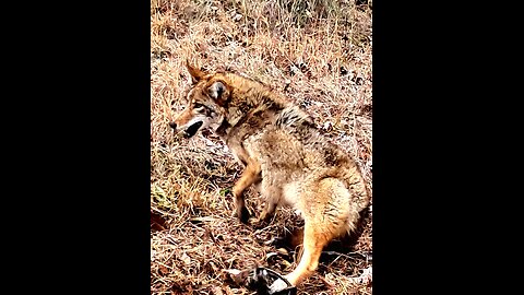 Mastering the Art of Trapping: MB 550 Traps for Coyotes