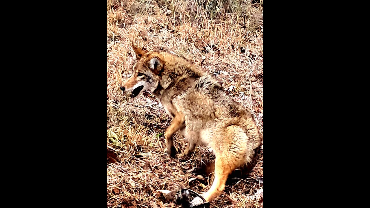 Mastering the Art of Trapping: MB 550 Traps for Coyotes