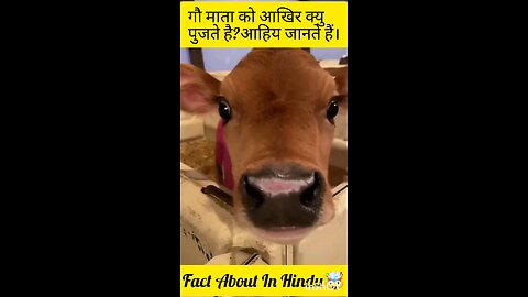 Fact about cow/Hindu relagion Gau mata