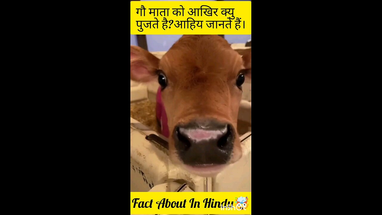 Fact about cow/Hindu relagion Gau mata