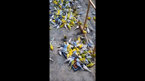 Birds