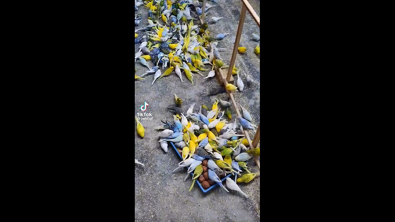 Birds
