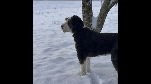 Boris the Bernedoodle Snow Day