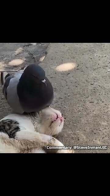 Pigeon disturbs a catnap