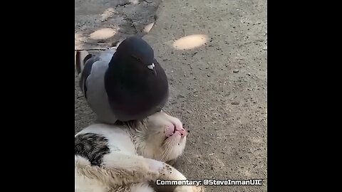 Pigeon disturbs a catnap