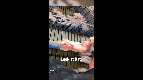 pig farming