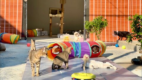 Watch Cat in the Rural Shelter!! Cute cats and kittens enjoying with their friends!