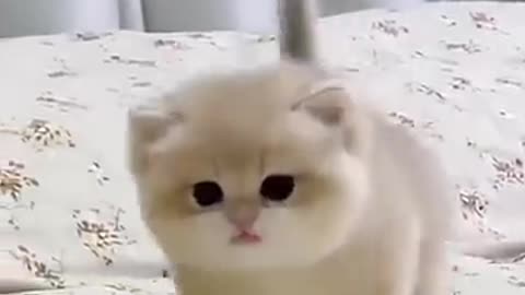 Cute baby kitten sound