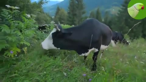 COW VIDEOS, COWS GRAZING IN A FIELD, COWS MOOING | Cow Video