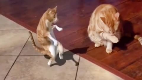 "Cat mom; Come on; Dancing makes us healthier."