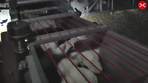 How Poultry Farm Make Million meat and Eggs Inside Modern Chickens Farm - Poultry Farm Technology