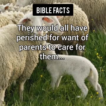 The Animals | P6 | The Astonishing Details of Creation Unveiled!