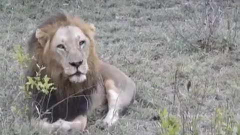 White Lions in Field