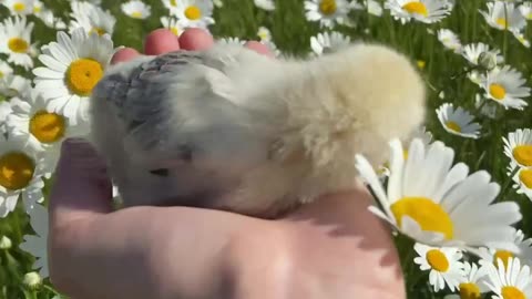 Person Holding a Chick 🐥