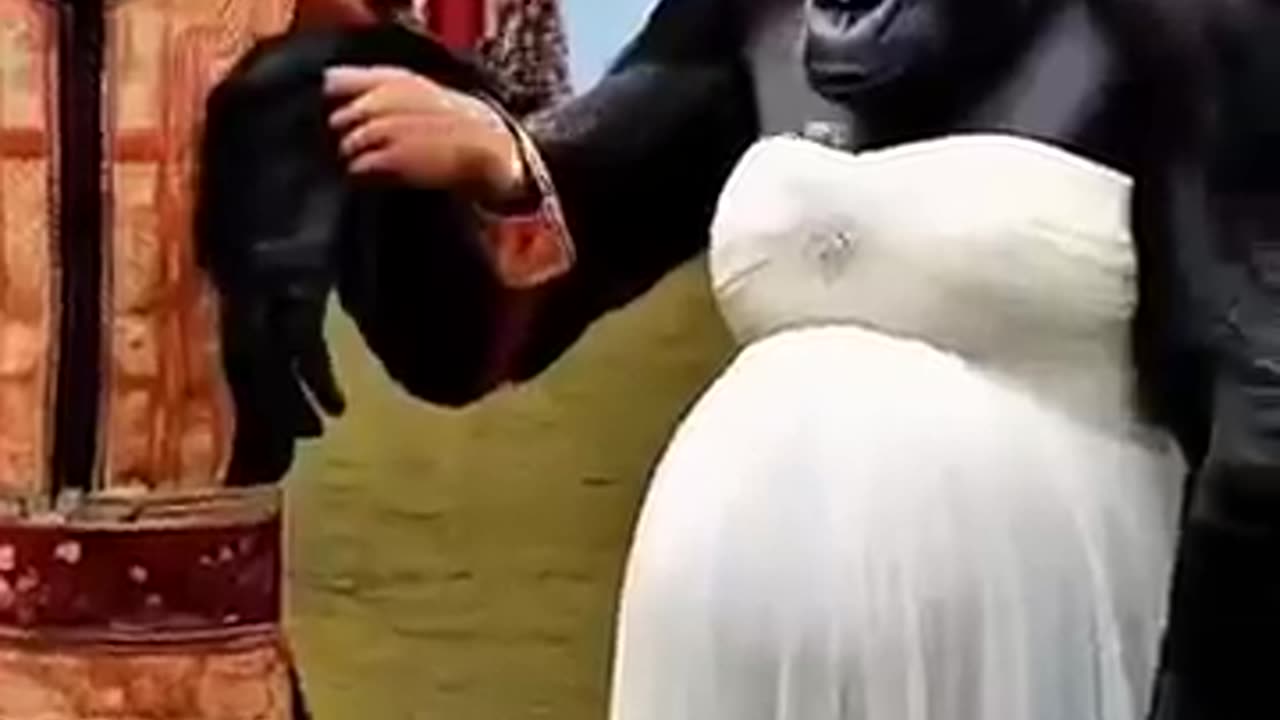 "Bride vs. Gorilla: The Funniest Wedding Moment Ever! 😂"