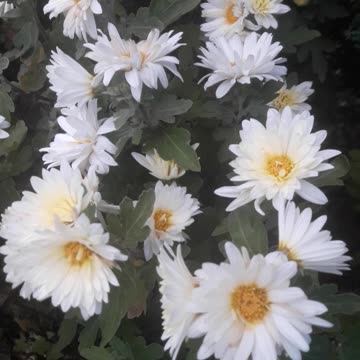 Tall White Chrysanthemums
