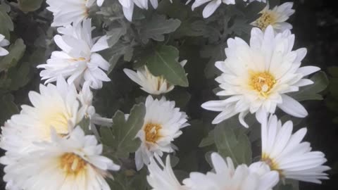 Tall White Chrysanthemums