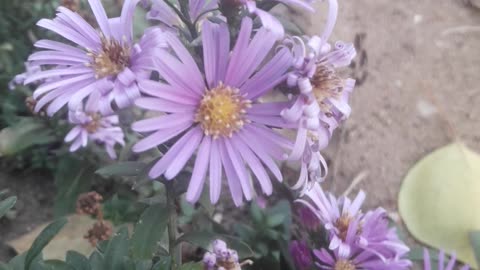Tiny Chrysanthemum