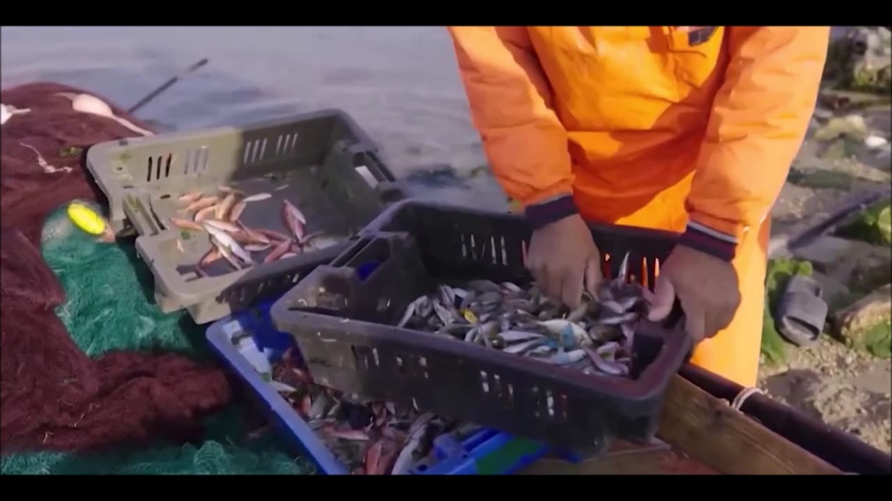 Gaza fishermen return to work #israel #palestine #gaza #politics #news #middleeast #politicalnews #x