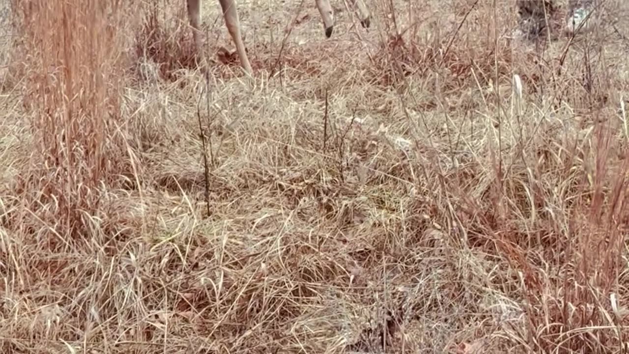 Rescued Deer Nearly Gets Stuck Again