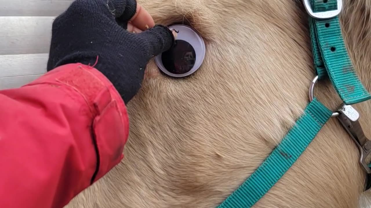 Googly Eye Doesn't Stay In Place