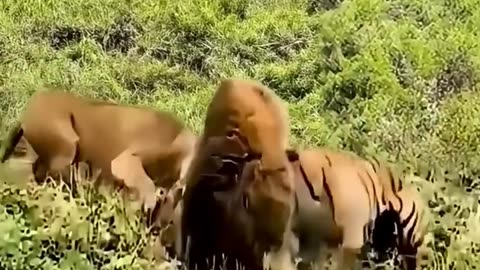 Lion vs tiger