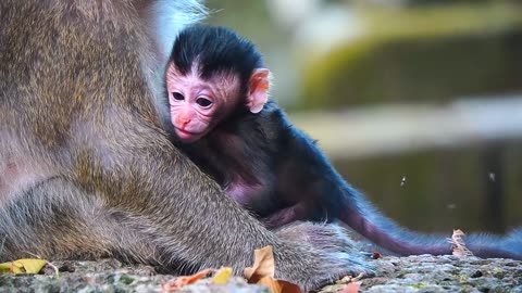 Everything Around Is Wonderful For Newborn Baby Monkey DEMI