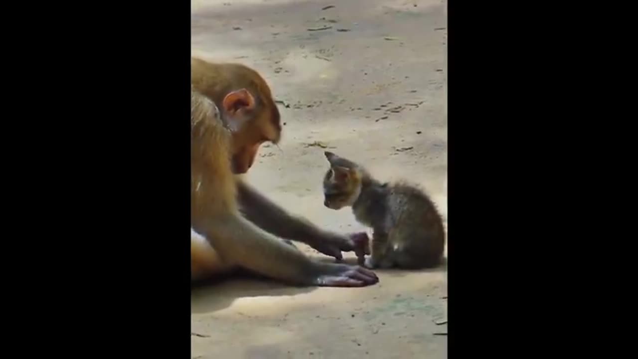 Monkey adopts kitten