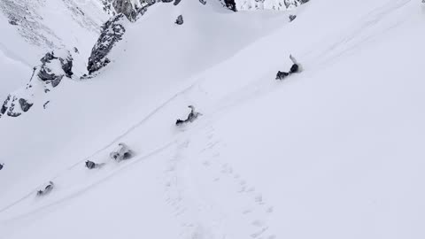 Skier Guides Husky Pack Down Mountain