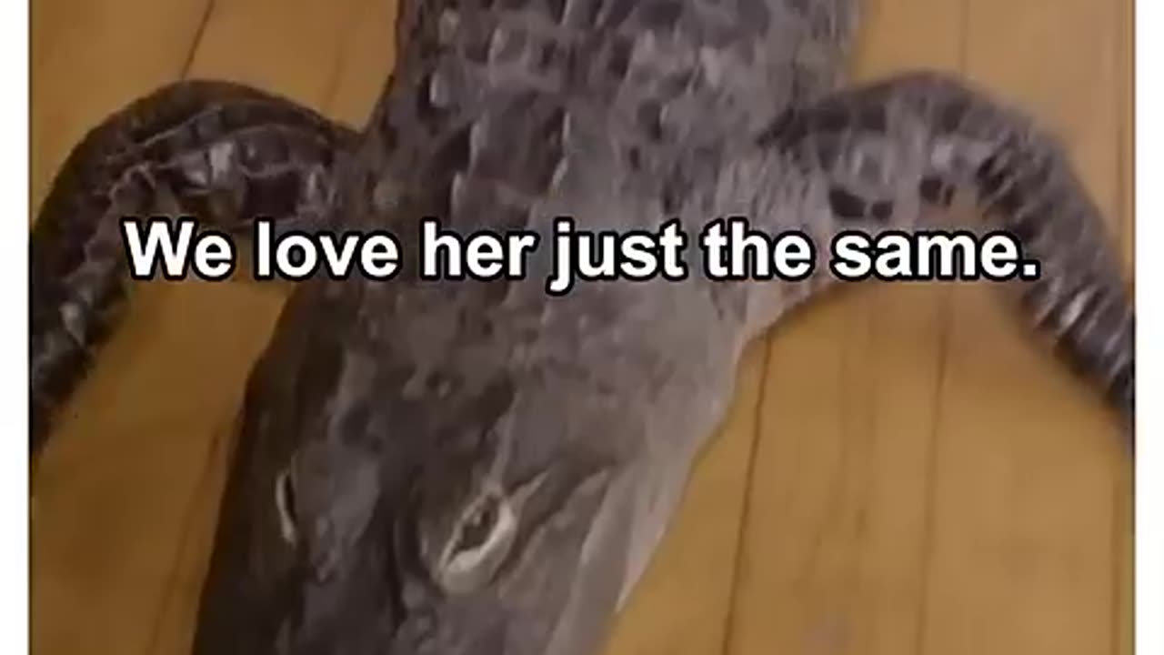 Funny animals