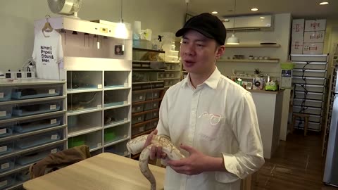 Taiwan store lets visitors get close with snakes ahead of Lunar New Year