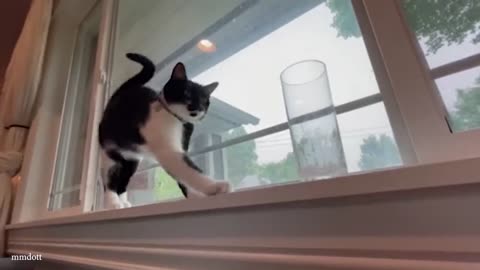 Funny cat videos