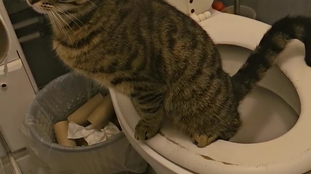 Polite Cat Pees In Open Toilet