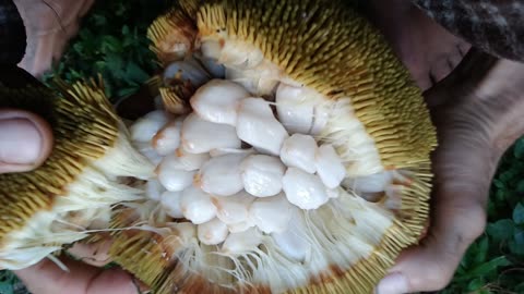 Marang dreaming...