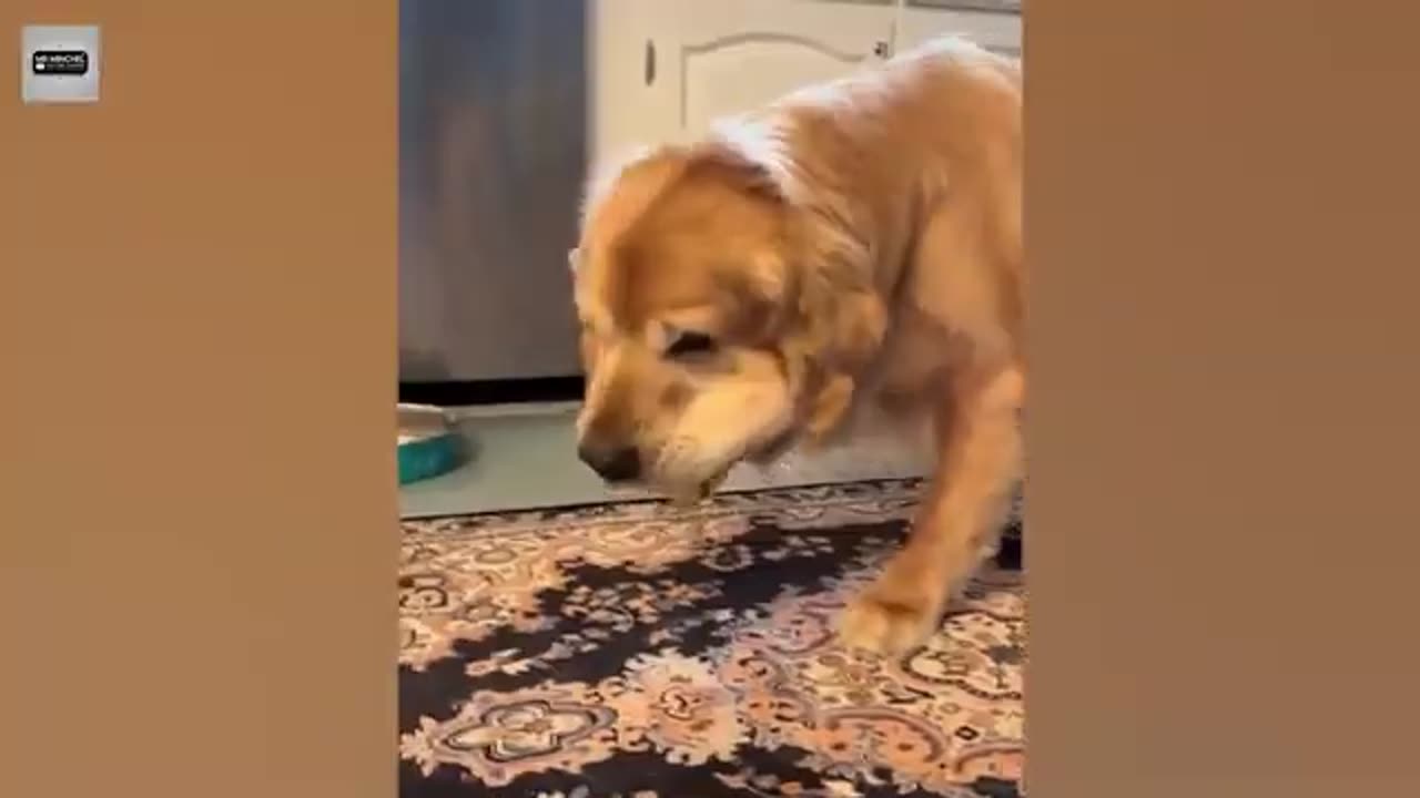 "Laugh Out Loud: Animals Doing the Funniest Things Ever! πΎπ"
