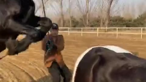 Best Wild Horses Mare Compilation of some Wild Horse Fights