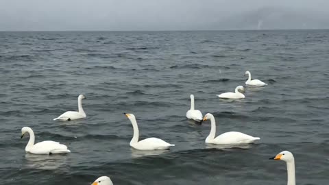 Migrating Swans on Foggy Lakeside Shoreline