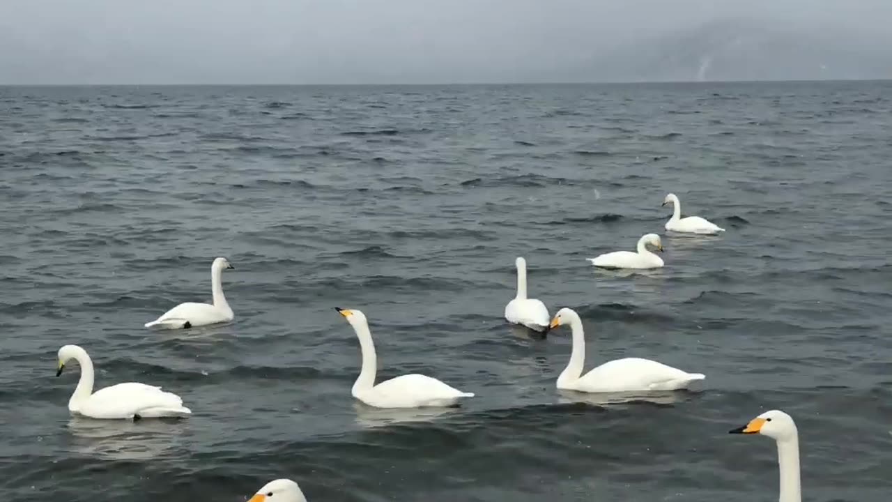 Migrating Swans on Foggy Lakeside Shoreline