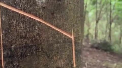 The satisfying process of extracting rubber