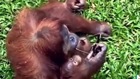 Funny animal videos